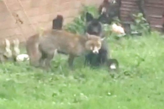 英国38岁男子看到罕见的<em>黑狐</em>在自家门口交配，担心是“坏兆头”