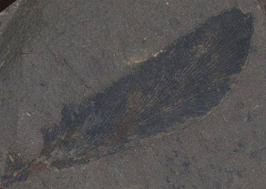 <em>十堰</em>发现3亿多年前古植物化石群 属<em>湖北</em>省首次发现