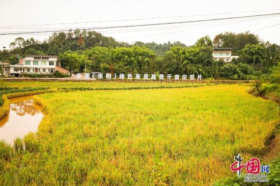 翠屏区：15万亩“再生稻”稳产增收