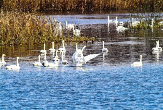 湿地环境改善 天鹅栖息越冬