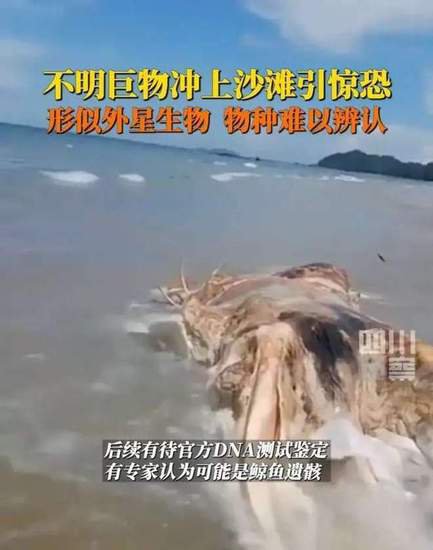 形似「外星生物巨型尸体」冲上马来西亚海滩，正等官方 DNA 鉴定