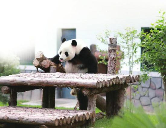 大熊猫乔迁新居 济南动物园新大熊猫馆开馆