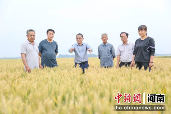 河南清丰：农技服务指导小麦<em>管理</em>