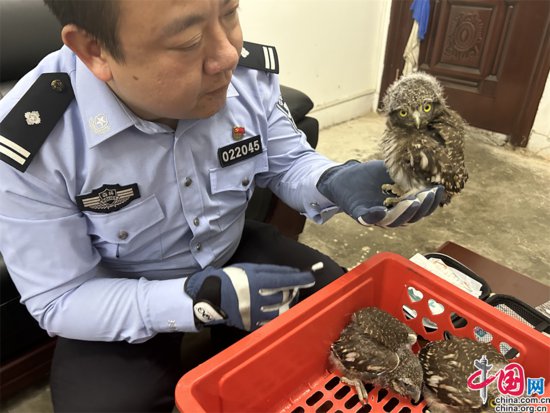 江西共青城：法治宣传入民心 警民合力救助四只猫头鹰