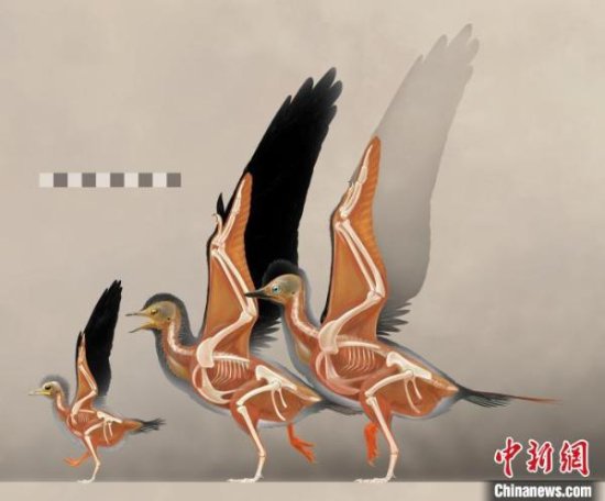 中国辽西发现1.2亿前古喙鸟幼体 提供鸟类<em>起源</em>演化重要证据
