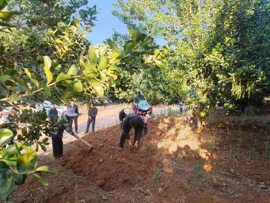 普洱孟连：林下套种魔芋 现场测产亩产可达1.39吨