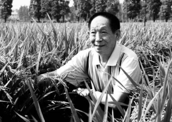 “一介农夫”袁隆平：梦中水稻有高粱那么高，盛世无饥馁