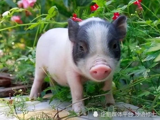 重振雄风！中国科学家用人造组织修复了公猪生殖器官！人也能用...