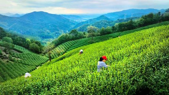 径山茶入选中国地理标志农产品区域公用品牌声誉百强