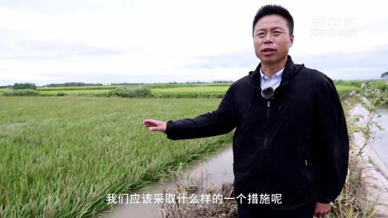 洪涝灾<em>后</em>，水稻生产该<em>如何</em>自救？