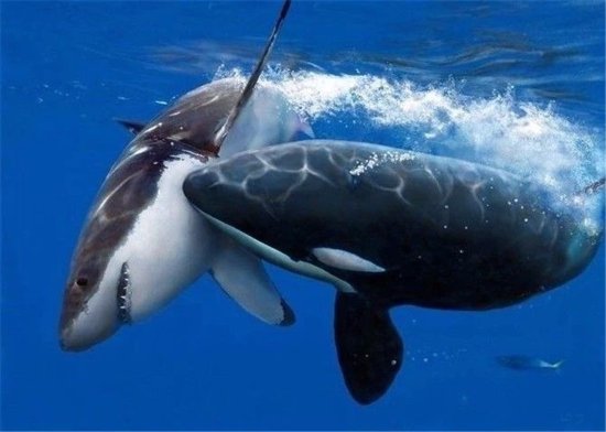 黄海出现虎鲸群，敢把鲨鱼当零食吃，就连蓝鲸都留有它攻击的...