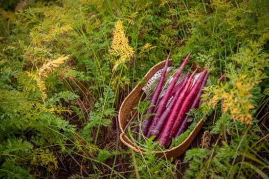 百果园发布新品紫玉水果胡萝卜，助推乡村振兴