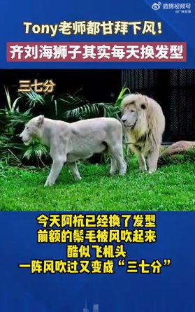 齐刘海狮子每天换发型