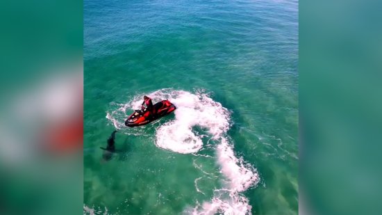 澳大利亚男子开摩托艇追逐鲨鱼 摩托艇被咬留下牙<em>印</em>