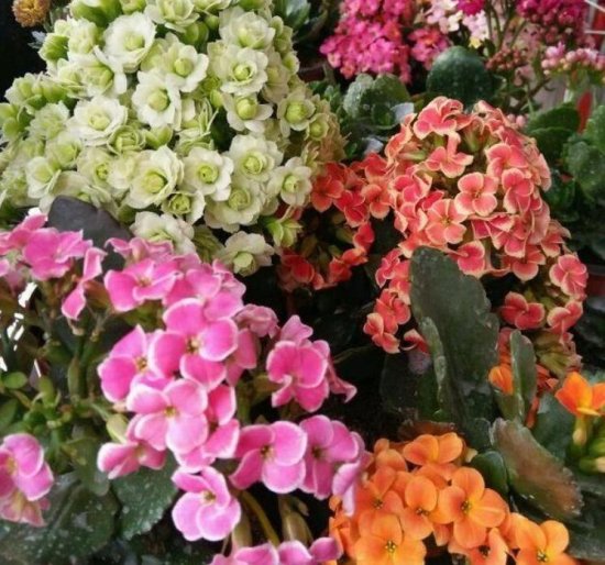 适合种在庭院的花卉，花期长花量大，花色鲜艳，冬天<em>一样</em>很美
