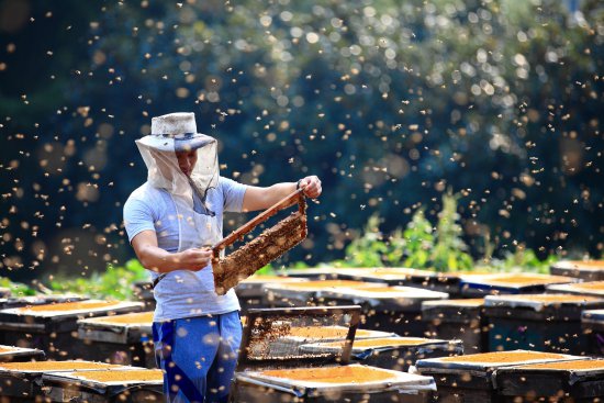 <em>黄山市</em>徽州区：培育高素质蜂农，助力蜂产业高质量发展