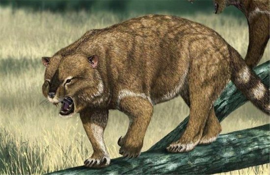 澳大利亚雨林中发现一种远古“狮子”，牙齿能咬断骨头，腹部藏...