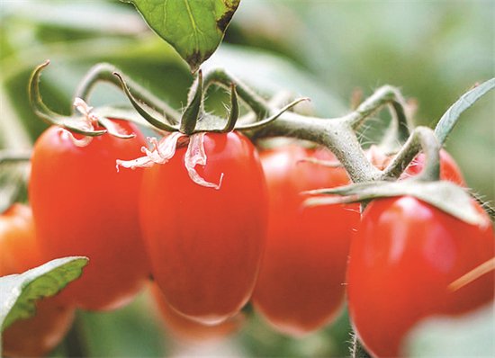 合肥小番茄干出大“柿”业