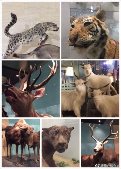 科普专家带你探秘国家动物博物馆，追寻生命演化轨迹