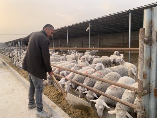 新疆和硕：牲畜品种改良引领牧民增收致富