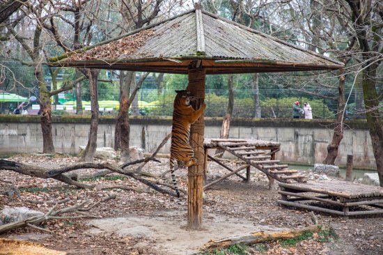 春节期间，<em>姓名中有</em>"虎"字的市民可免票进入上海动物园