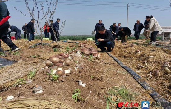 棉椒菌“三元”种植模式大球盖菇采收观摩会在郓城县召开