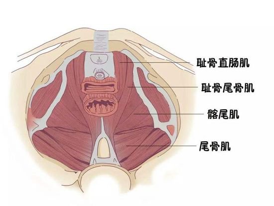 刁金兰：灵动的盆地之前盆底肌解剖及功能丨专业视点