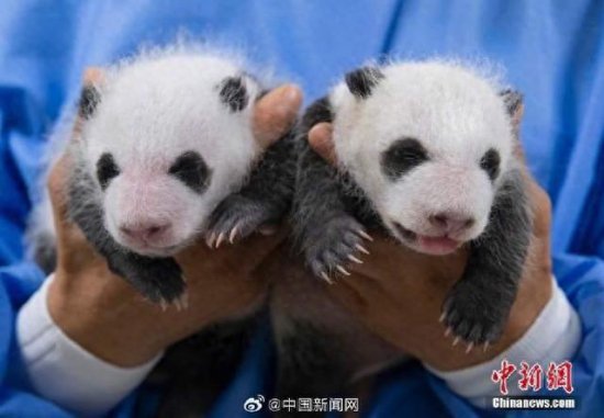 韩国爱宝乐园为双胞胎大熊猫征名，叫啥好呢？