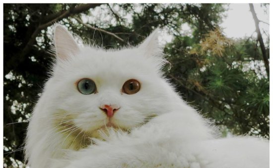 如果说奶牛猫是猫届<em>二</em>哈，那么<em>白猫</em>可能就是猫届萨摩耶了吧