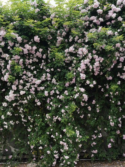 一花一期，<em>花果园</em>中央公园的蔷薇“花墙”即将上线！ -新华网