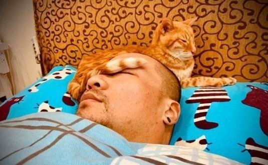 橘猫睡在主人脸上“强迫”他吸自己！网友：放开这个主人冲我来
