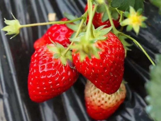 <em>草莓如何种植</em>，才会更<em>甜</em>？记住几个方法