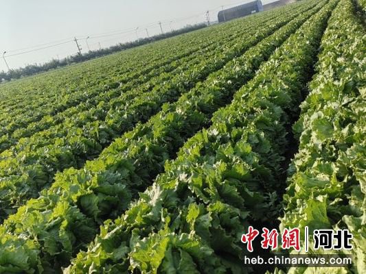 河北冀州：“订单蔬菜”种出富民大产业