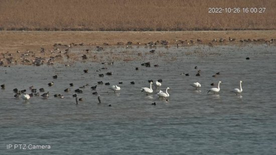 张掖山丹首次监测到较大数量天鹅种群