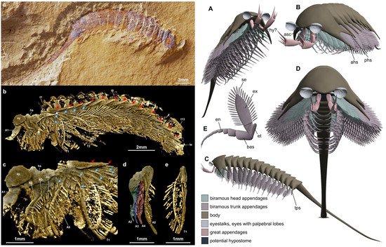 显微CT揭示澄江生物群中长尾螳螂虫的形态细节