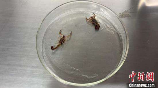 冰城海关截获4种32只外来物种活体<em>蝎子</em> 系中国首次截获