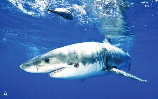 能生吃虎鲸和<em>大</em>白鲨，咬破美军潜艇，它们是来自深海的<em>恐怖动物</em>