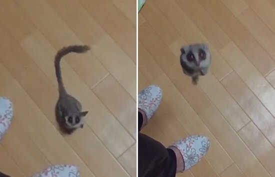 日本网友上传自家婴猴跳跃<em>慢动作</em>视频 萌翻众人