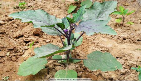科学种菜---让小菜园长出大效益（二）茄子<em>种植方法和管理</em>技术
