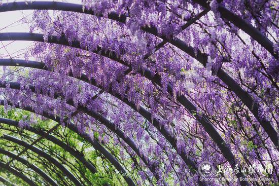 辰山紫藤，花开如瀑