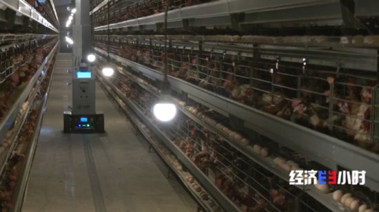 “智能模式”养鸡场 1人1年养20万只<em>鸡</em> 怎么做到的？