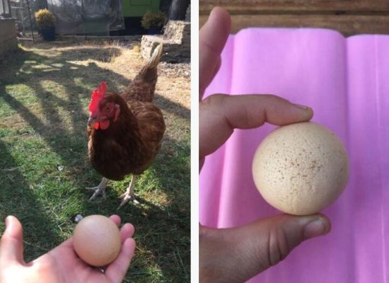 家养宠物鸡产下一颗稀有圆蛋 网友出价480英镑想要收购