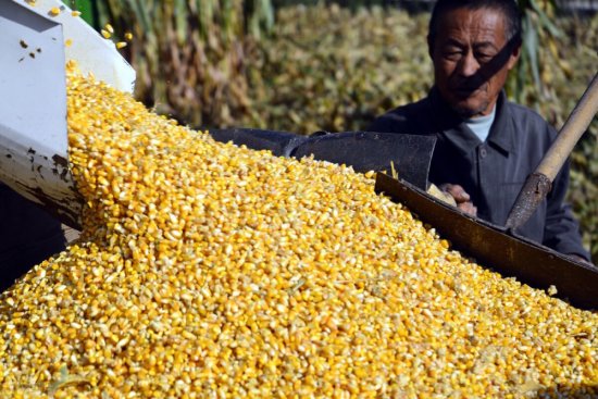 <em>全国玉米</em>均价为2851元/吨