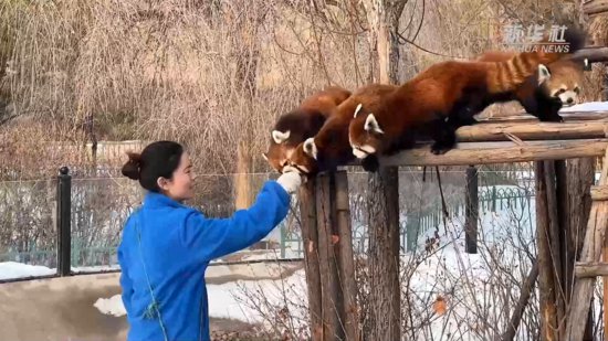 内蒙古东胜区：动物园里过新年