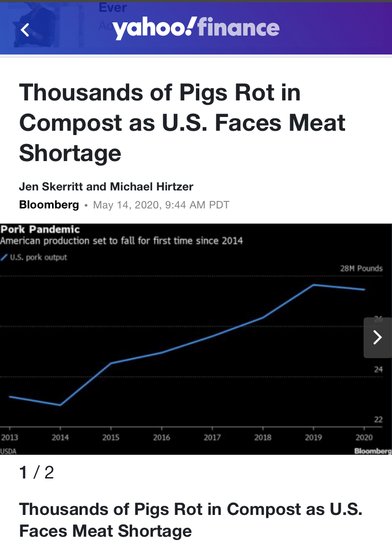 北美观察丨死猪“堆积成山”市场却无肉可卖 美<em>肉类食品</em>供应链...