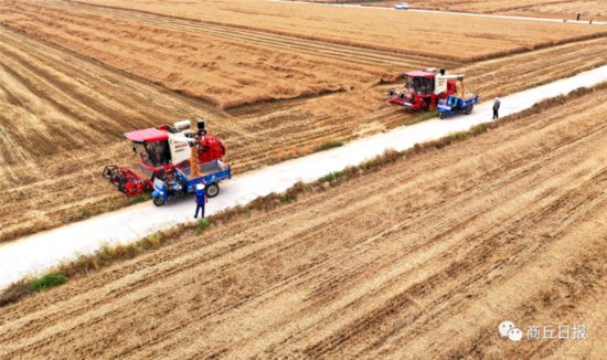 商丘936万亩小麦已颗粒归仓，预计总产95.17亿斤