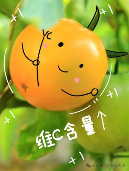 来了来了！“天赋河套 柿柿如意”五原黄柿子文化旅游季活动<em>抢先</em>...