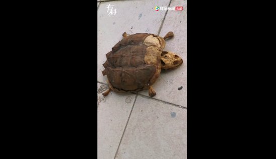武汉大学生时隔8个月返校发现乌龟变<em>龟壳</em>标本