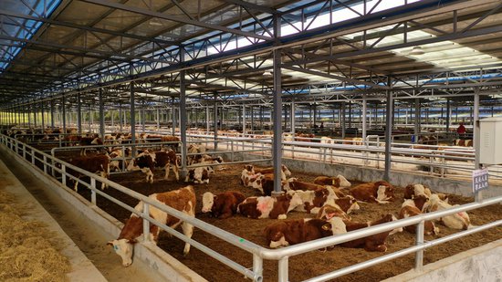 沿河：“动”字发力打造省级肉牛产业示范县