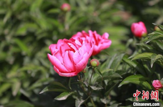 新疆疏附数百亩玫瑰芍药绽放 特色种植助力群众经济增收